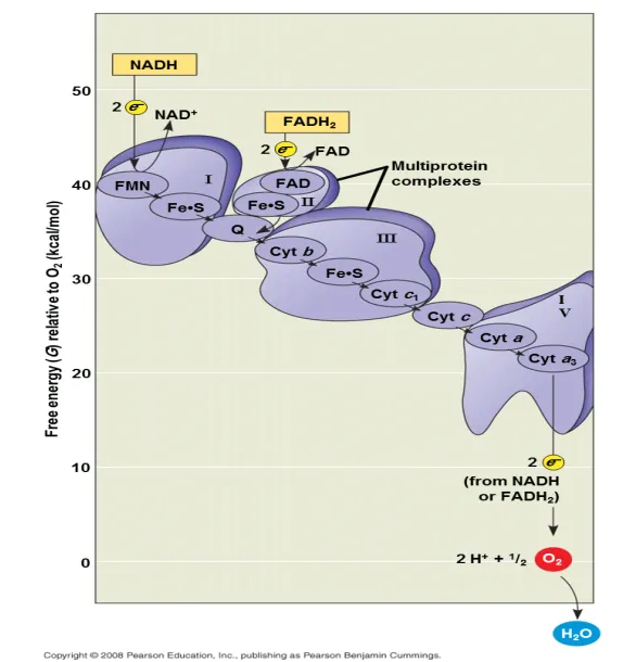 Sequence of electron carriers in respiratory ETC